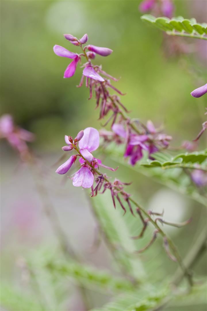 Indigofera himalayensis 'Silk Road', Himalaya-Indigo, rosa, 30&ndash;40 cm 