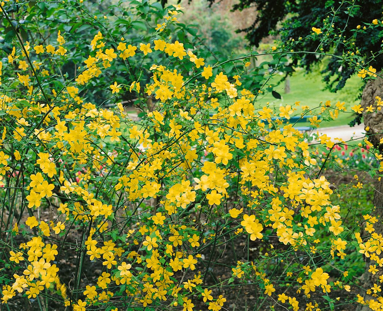 Kerria japonica 'Golden Guinea', Ranunkelstrauch, gelb, 40&ndash;60 cm 