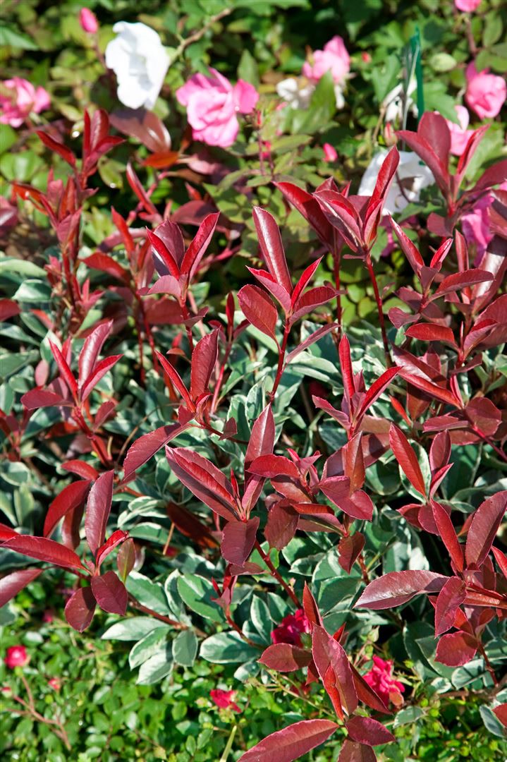 Photinia fraseri 'Pink Marble', Glanzmispel, buntes Laub, 80 cm Stammh&ouml;he 