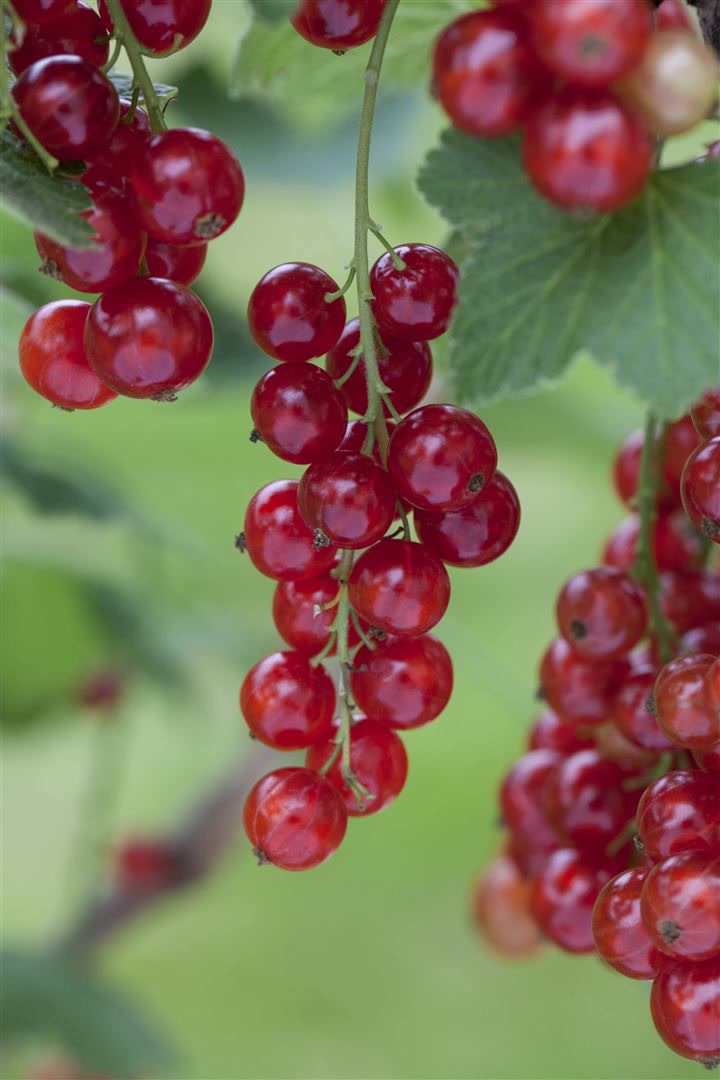 Ribes rubrum 'Rosetta', Rote Johannisbeere, 40&ndash;60 cm 