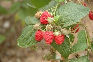 Rubus idaeus 'Glen Ample', Himbeere, 40–50 cm 