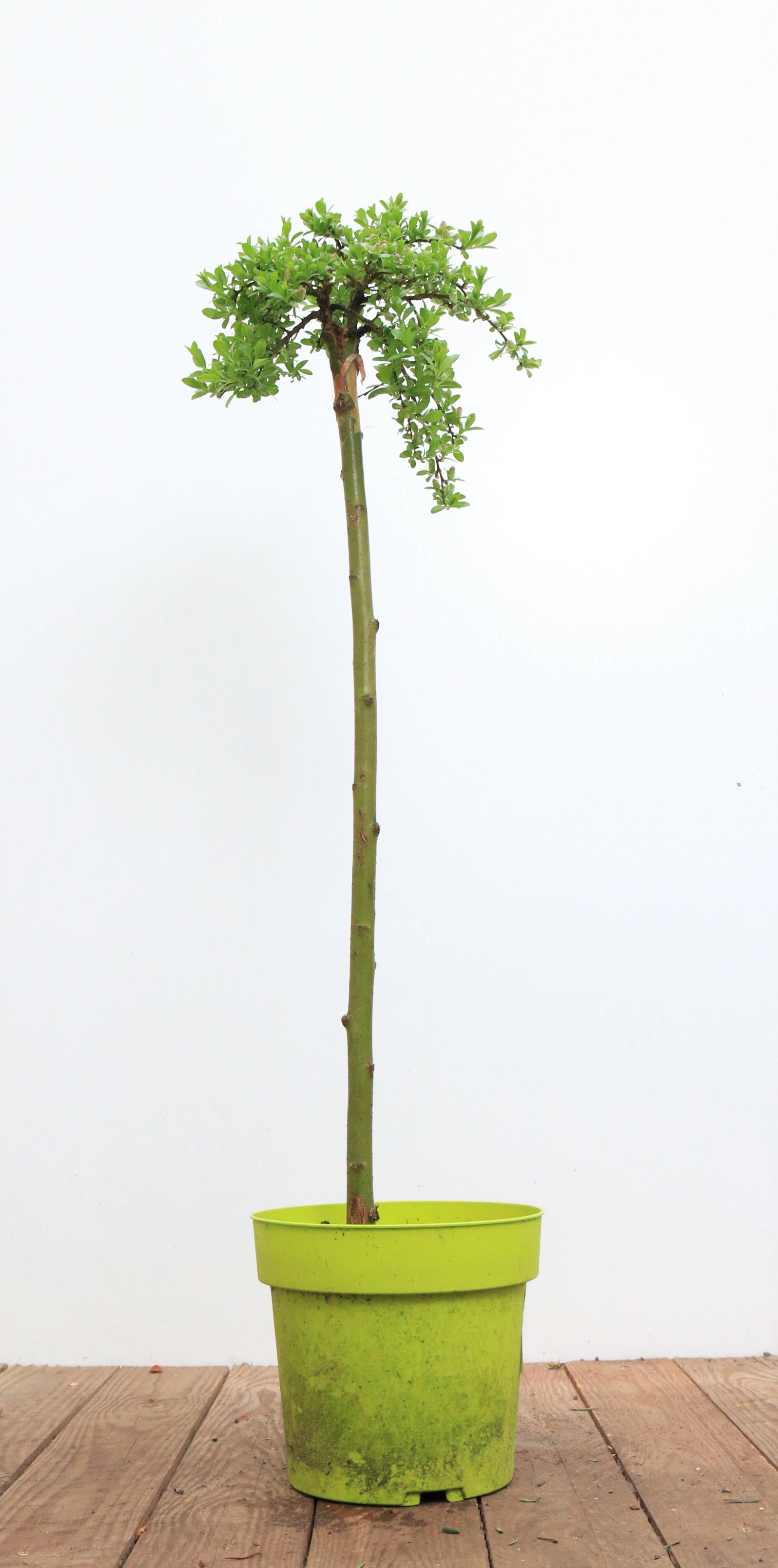 Salix arbuscula, Zwergweide, 30 cm Stammh&ouml;he 