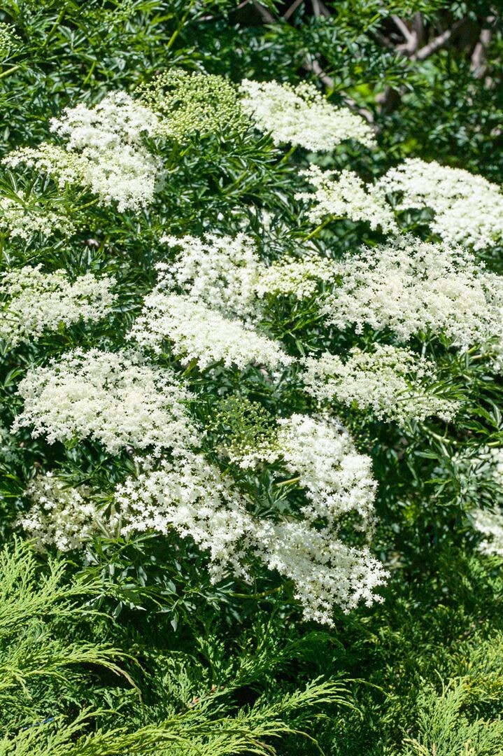 Sambucus nigra 'Laciniata', Schwarzer Holunder, feinbl&auml;ttrig, 60&ndash;80 cm 