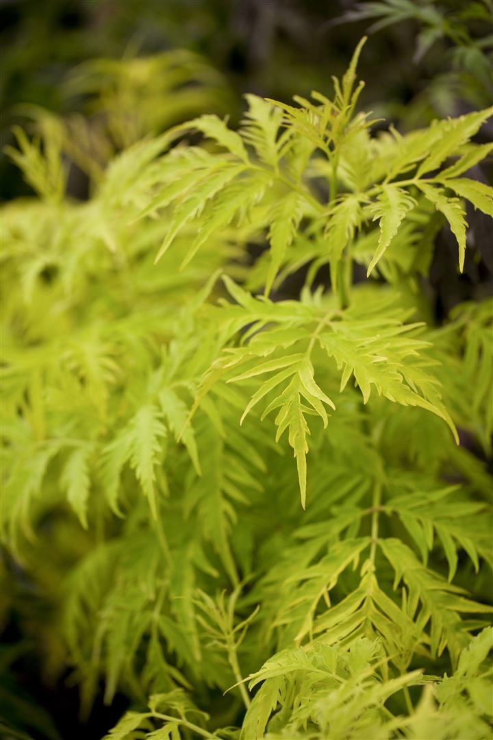 Sambucus racemosa 'Golden Lace', Roter Holunder, goldlaubig, 40&ndash;60 cm 