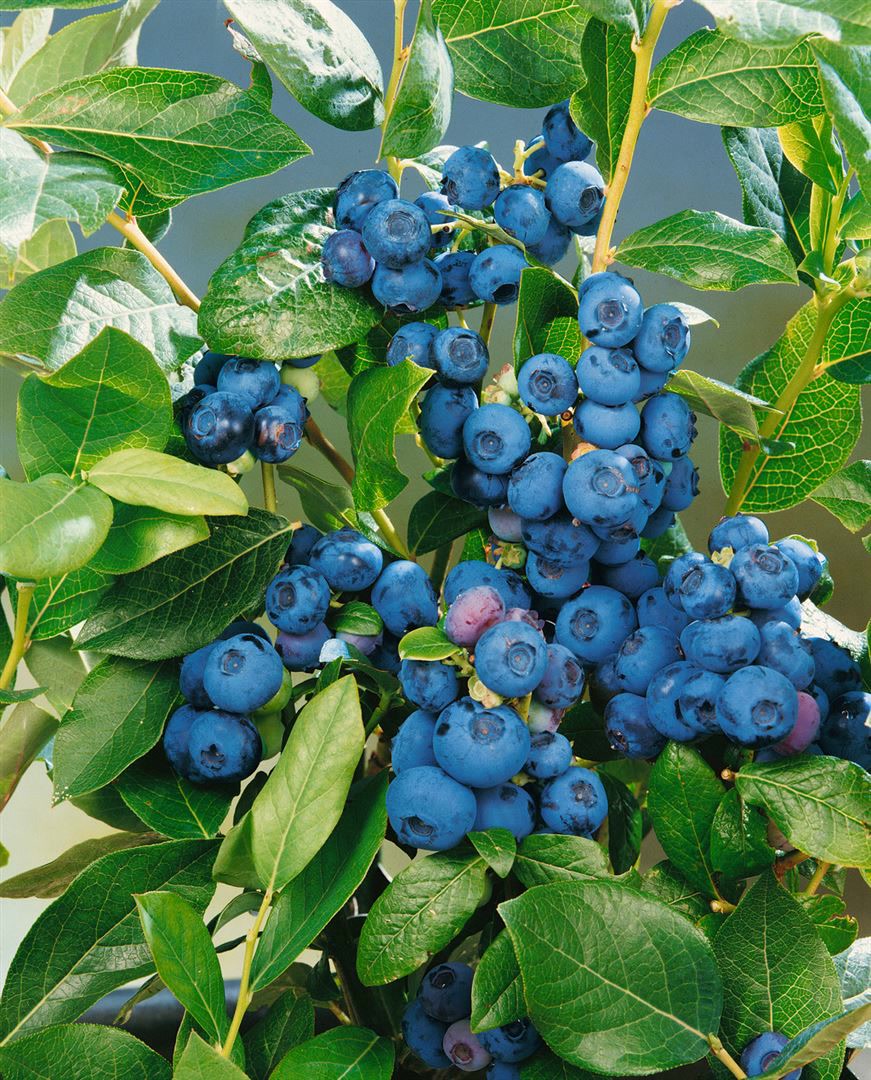 Vaccinium corymbosum 'Patriot', Heidelbeere, 30&ndash;40 cm 
