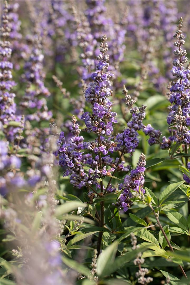 Vitex agnus-castus 'Delta Blues', M&ouml;nchspfeffer, blau, 40&ndash;60 cm 