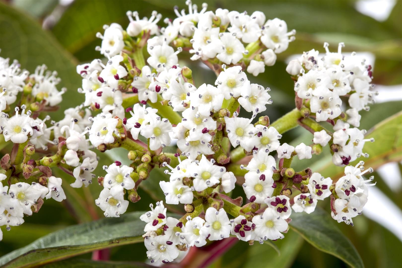 Viburnum davidii, Immergr&uuml;ner Schneeball, 40&ndash;60 cm 