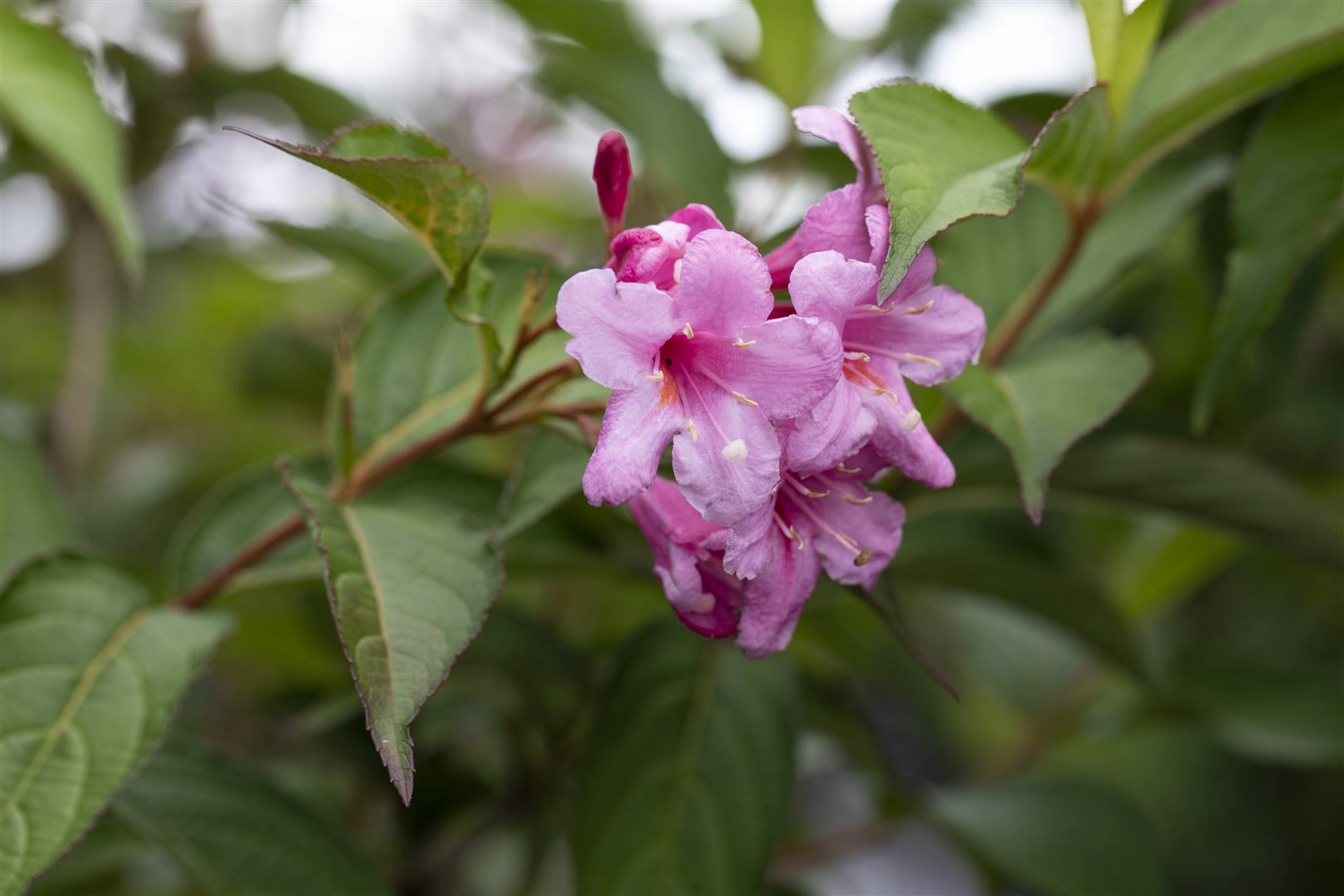 Weigela florida 'Picobella Rosa', Weigelie, rosa Bl&uuml;ten, 40&ndash;60 cm 