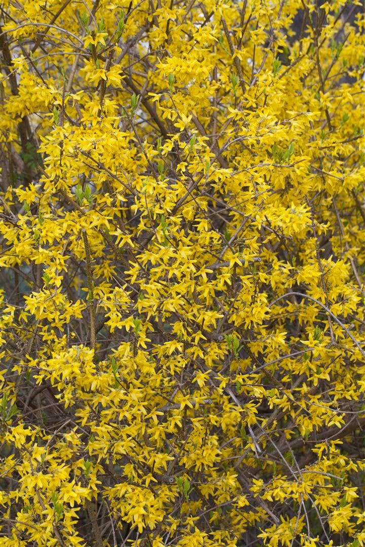 Forsythia 'Lynwood', Goldgl&ouml;ckchen, leuchtend gelb, 100&ndash;125 cm 