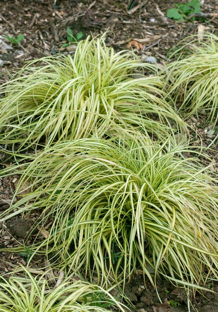 Carex morrowii 'Variegata', Japan-Segge, gr&uuml;n-wei&szlig;, ca. 9x9 cm Topf 