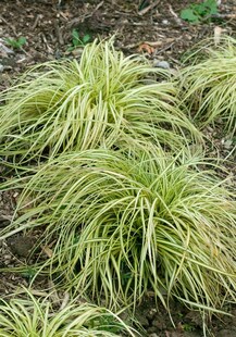 Carex morrowii 'Variegata', Japan-Segge, grün-weiß, ca. 9x9 cm Topf 