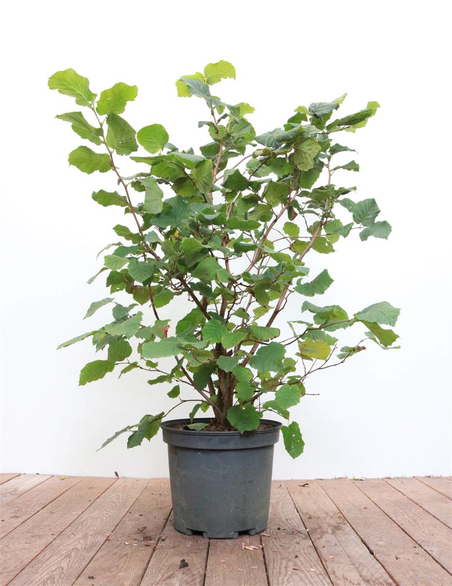 Corylus avellana, Haselnuss, 40&ndash;60 cm 