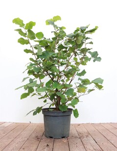 Corylus avellana, Haselnuss, 40–60 cm 