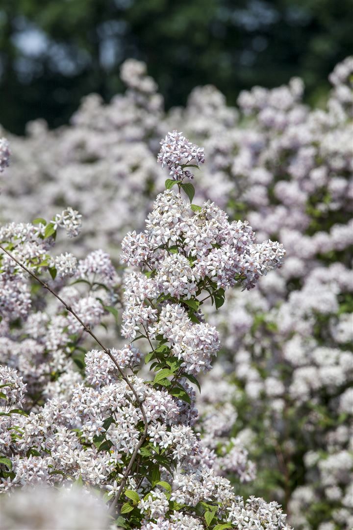 Deutzia 'Mont Rose', Maiblumenstrauch, rosa Bl&uuml;ten, 60&ndash;100 cm 