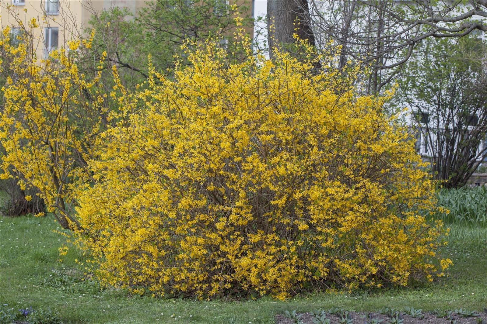 Forsythia intermedia 'Spectabilis', Forsythie, leuchtend gelb, 60&ndash;100 cm 