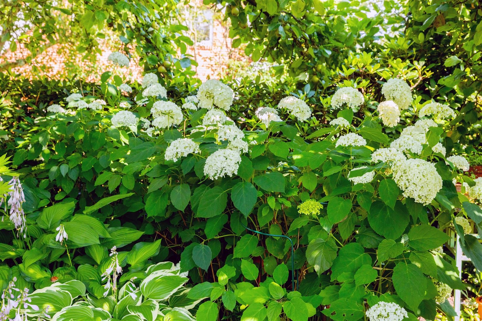 Hydrangea arborescens 'Grandiflora', Schneeballhortensie, wei&szlig;, 40&ndash;60 cm 