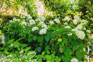 Hydrangea arborescens 'Grandiflora', Schneeballhortensie, weiß, 40–60 cm 