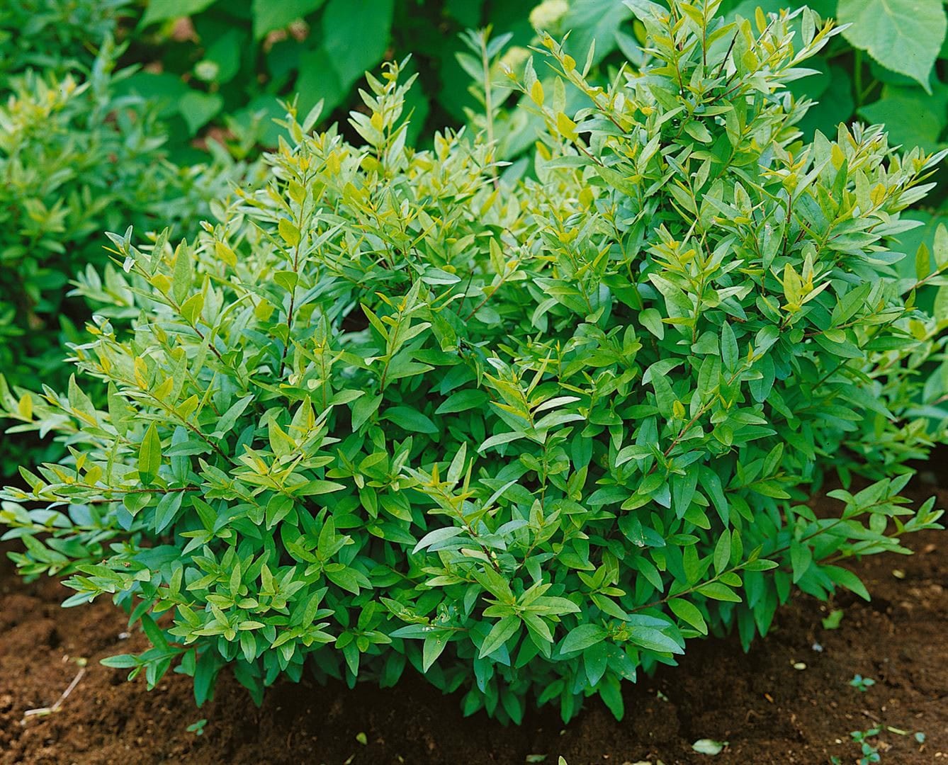 Ligustrum vulgare 'Lodense', Gew&ouml;hnlicher Liguster, kompakt, 40&ndash;60 cm 