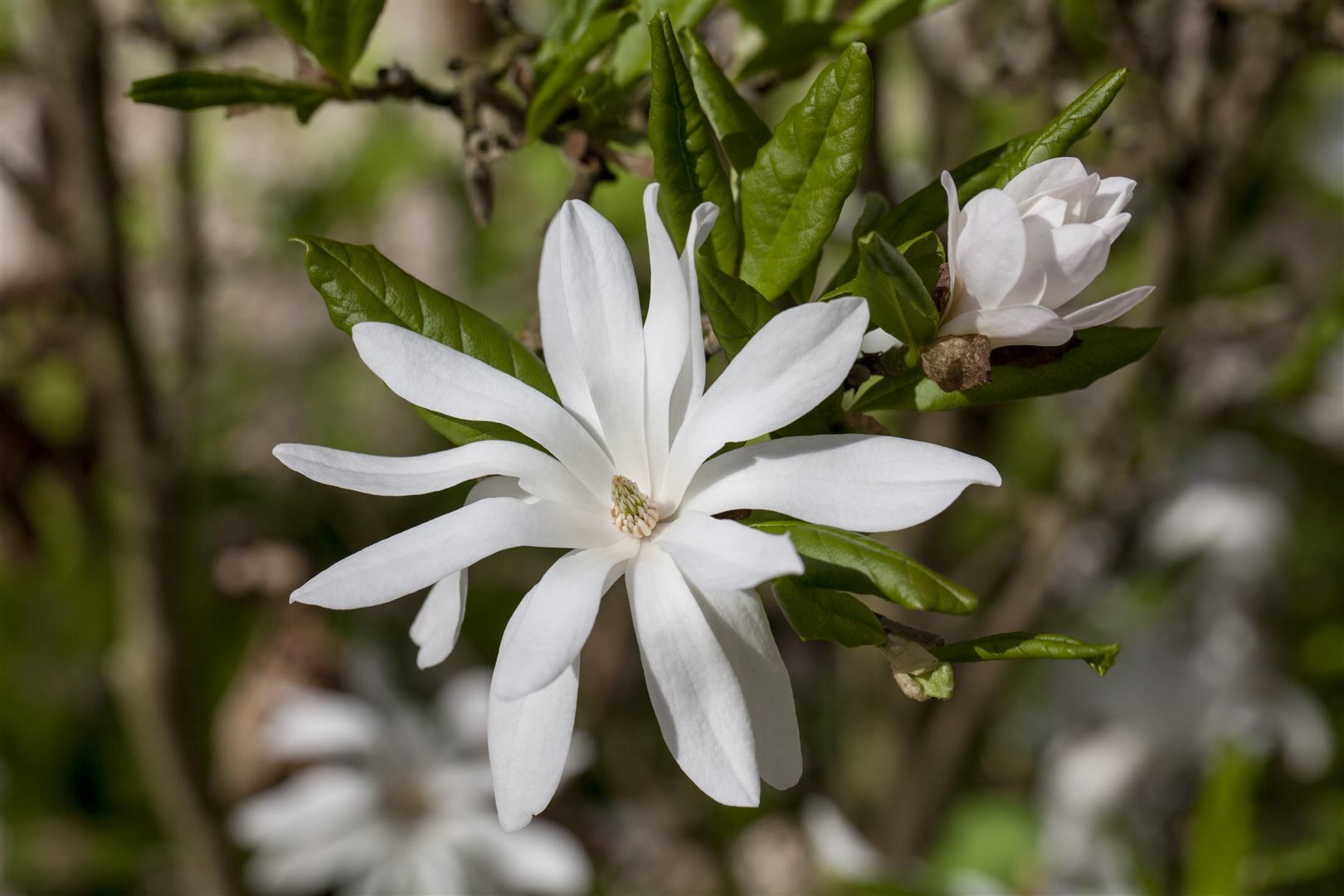 Magnolia stellata, Sternmagnolie, wei&szlig;, 60&ndash;80 cm 