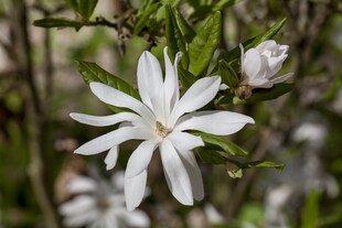 Magnolia stellata, Sternmagnolie, weiß, 60–80 cm 
