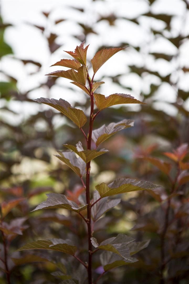 Physocarpus opulifolius 'Amber Jubilee', Blasenspiere, 60&ndash;80 cm 