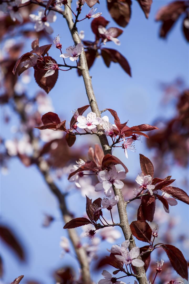 Prunus cerasifera 'Nigra', Blutpflaume, dunkelrot, 60&ndash;100 cm 
