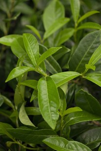 Prunus laurocerasus 'Mount Vernon', Kirschlorbeer, kompakt, 20–30 cm 