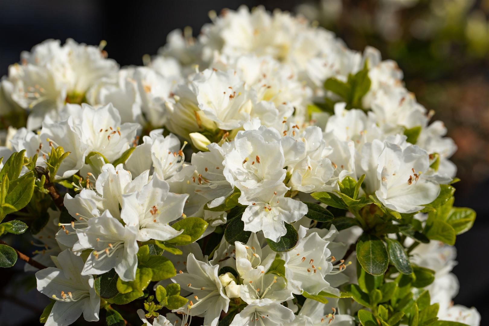 Rhododendron obtusum 'Adonis', Azalee, rosa Bl&uuml;ten, 20&ndash;25 cm 