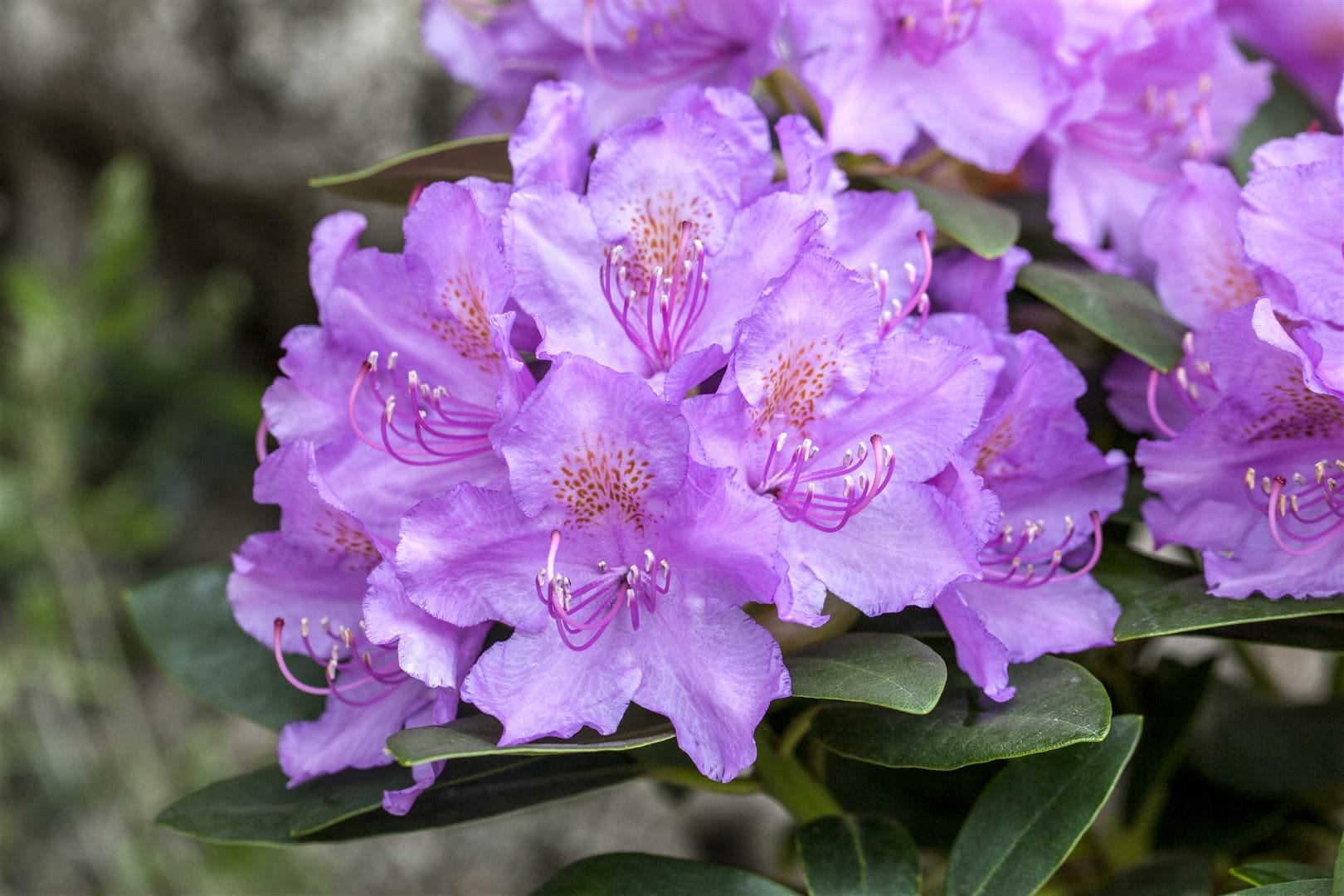 Rhododendron saluenense 'Lavendula', Lavendelbl&uuml;ten, 20&ndash;25 cm 