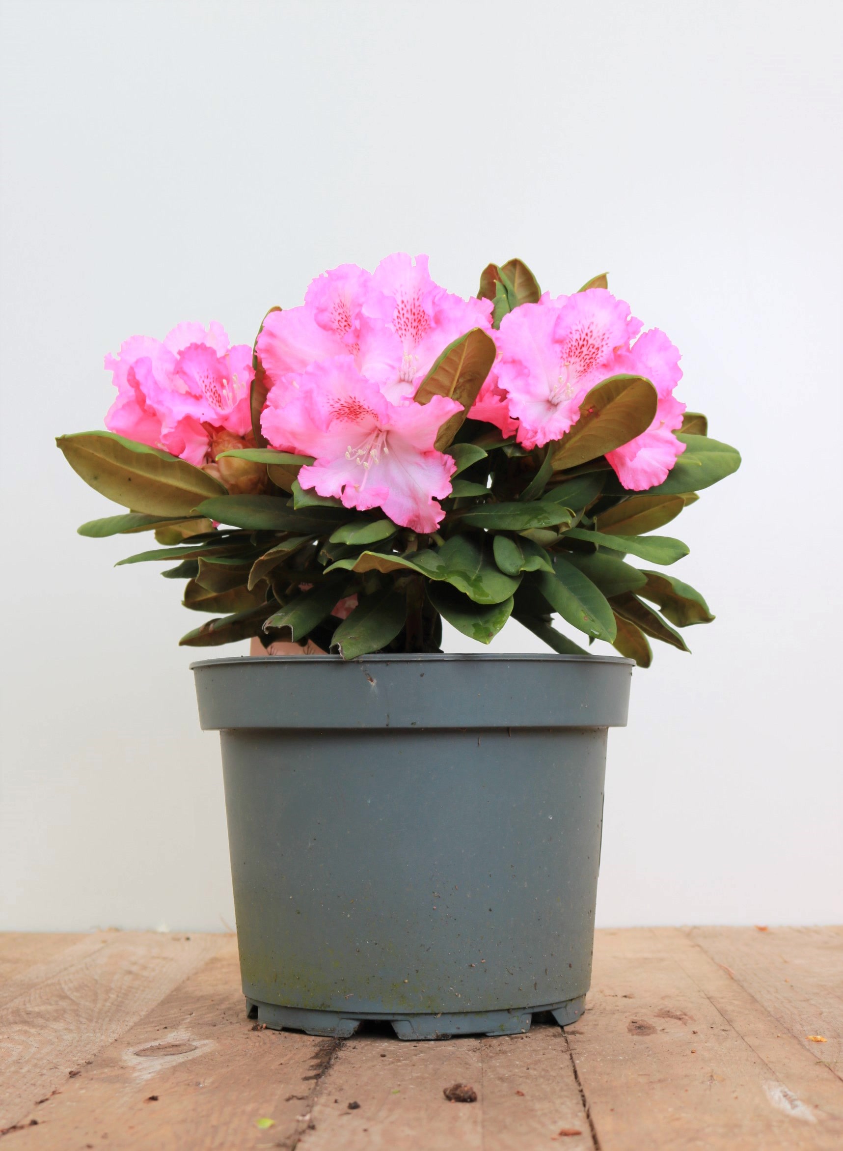 Rhododendron yakushimanum 'Barmstedt', rosa Bl&uuml;ten, 25&ndash;30 cm 