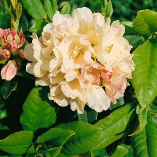 Rhododendron yakushimanum 'Golden Torch', gelb, 20–25 cm 