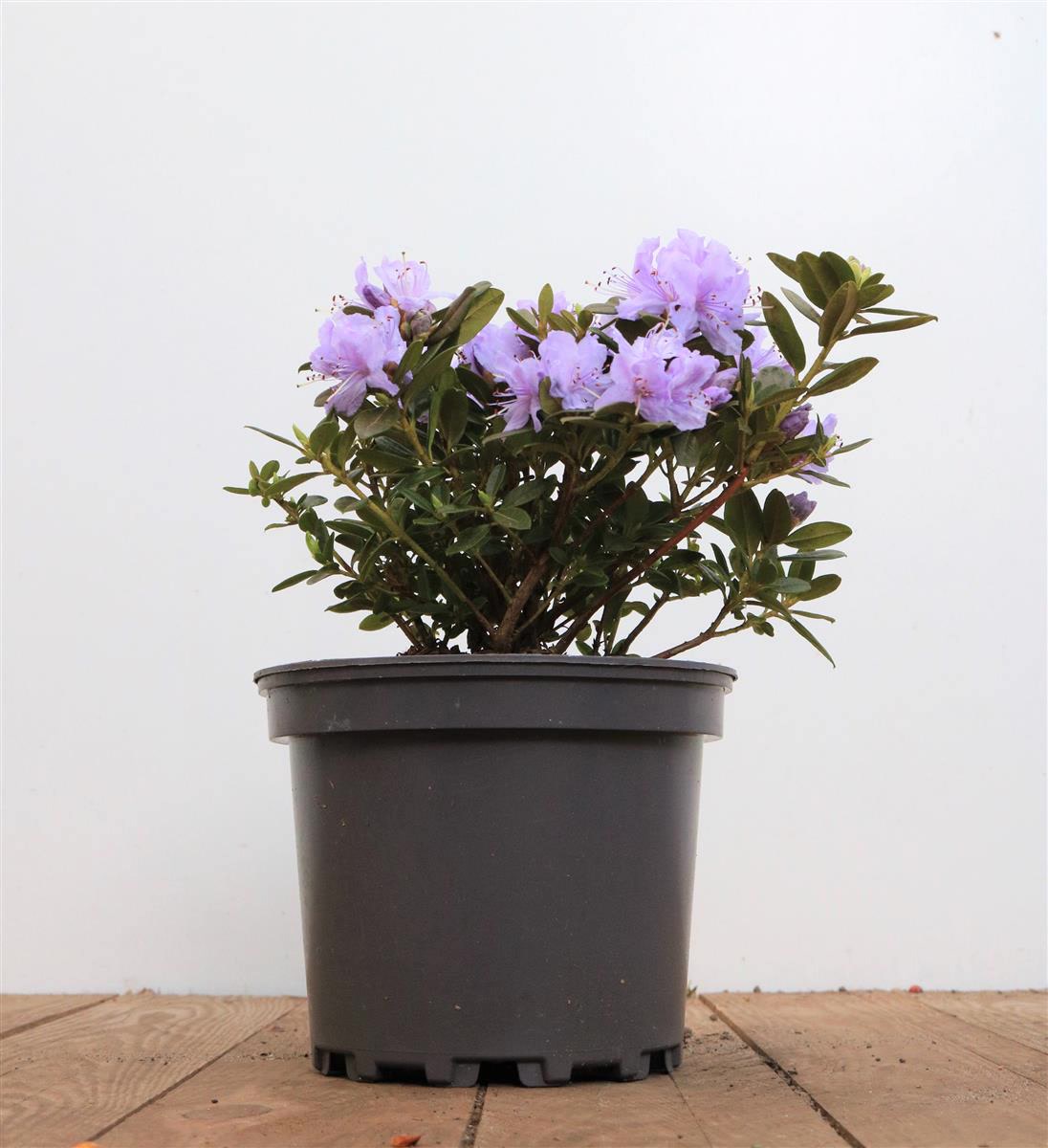 Rhododendron russatum 'Purple Pillow', lila Bl&uuml;ten, 10&ndash;15 cm 