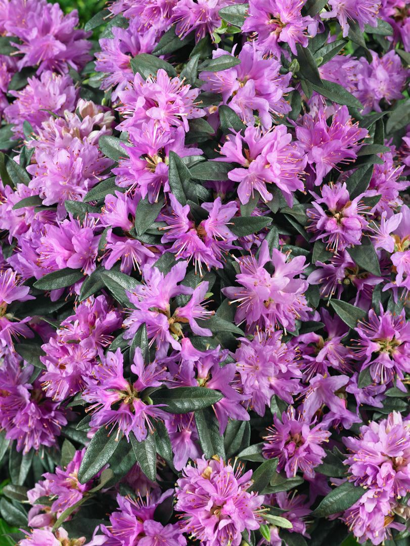 Rhododendron russatum 'Azurwolke', blauviolett, 15&ndash;20 cm 