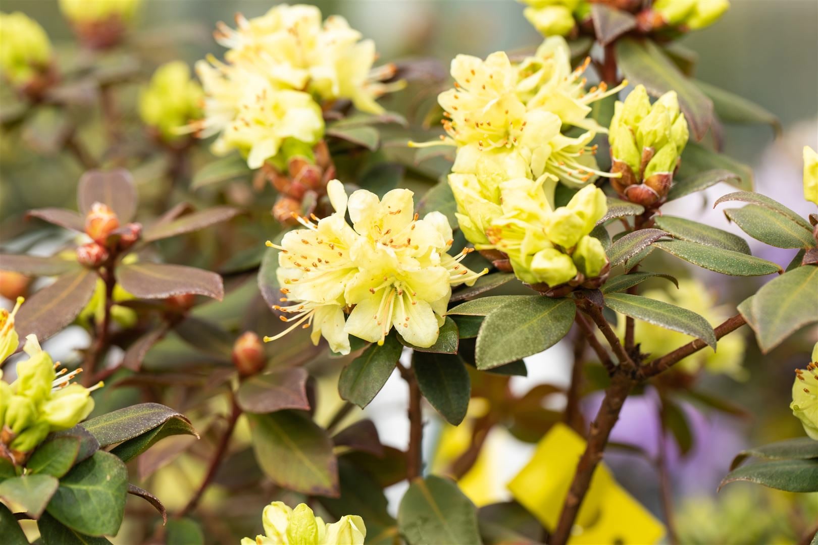 Rhododendron hanceanum 'Princess Anne', gelb, 20&ndash;25 cm 
