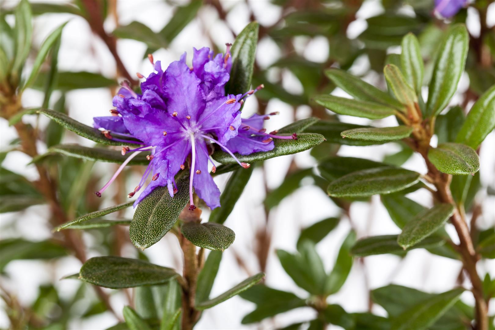 Rhododendron impeditum 'Azurika', Zwerg-Rhododendron, violettblau, 15&ndash;20 cm 