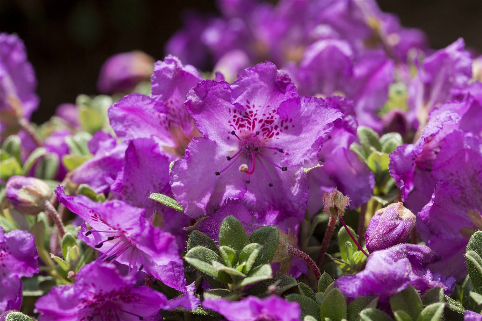 Rhododendron keleticum, Zwerg-Rhododendron, lila Bl&uuml;ten, 15&ndash;20 cm 