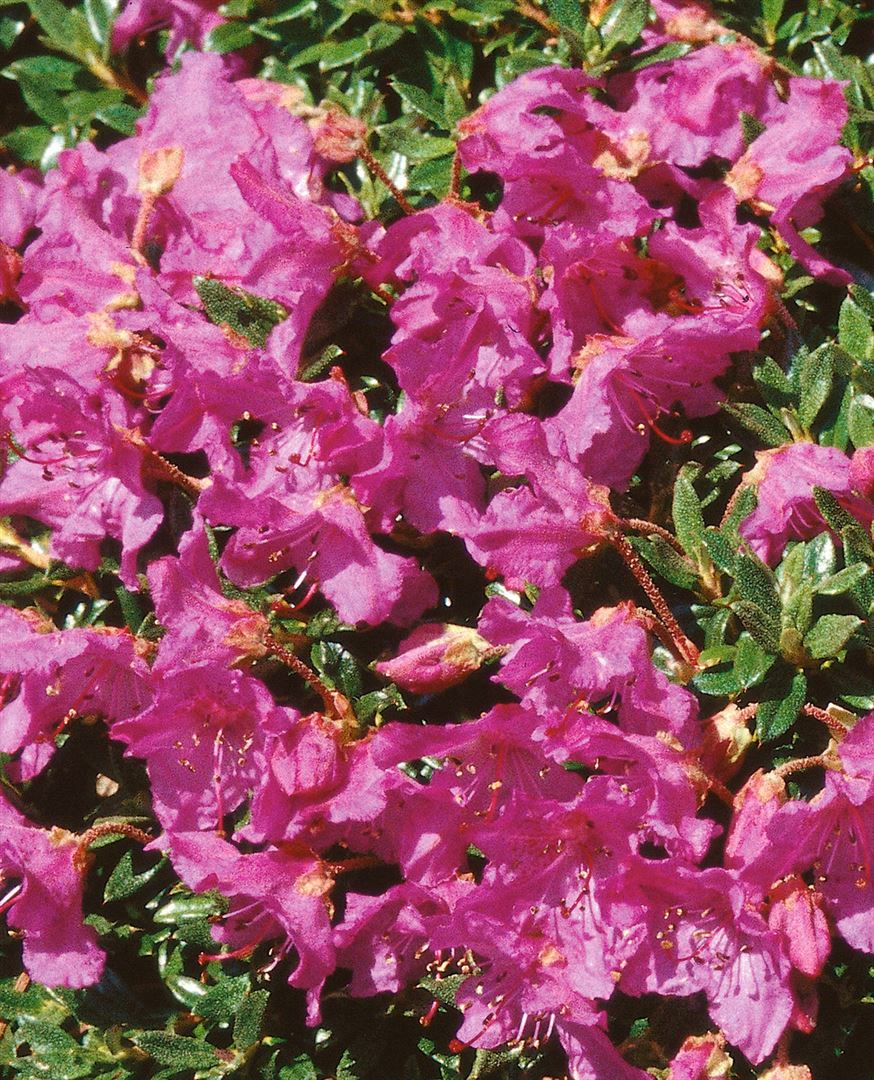 Rhododendron keleticum, Zwerg-Rhododendron, lila Blten, 1520 cm bei  Marktkauf online bestellen