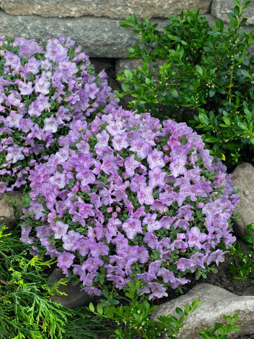 Rhododendron keleticum, Zwerg-Rhododendron, lila Blten, 1520 cm bei  Marktkauf online bestellen