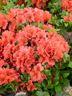 Rhododendron obt. 'Geisha Orange', orange Blüten, 15–20 cm 