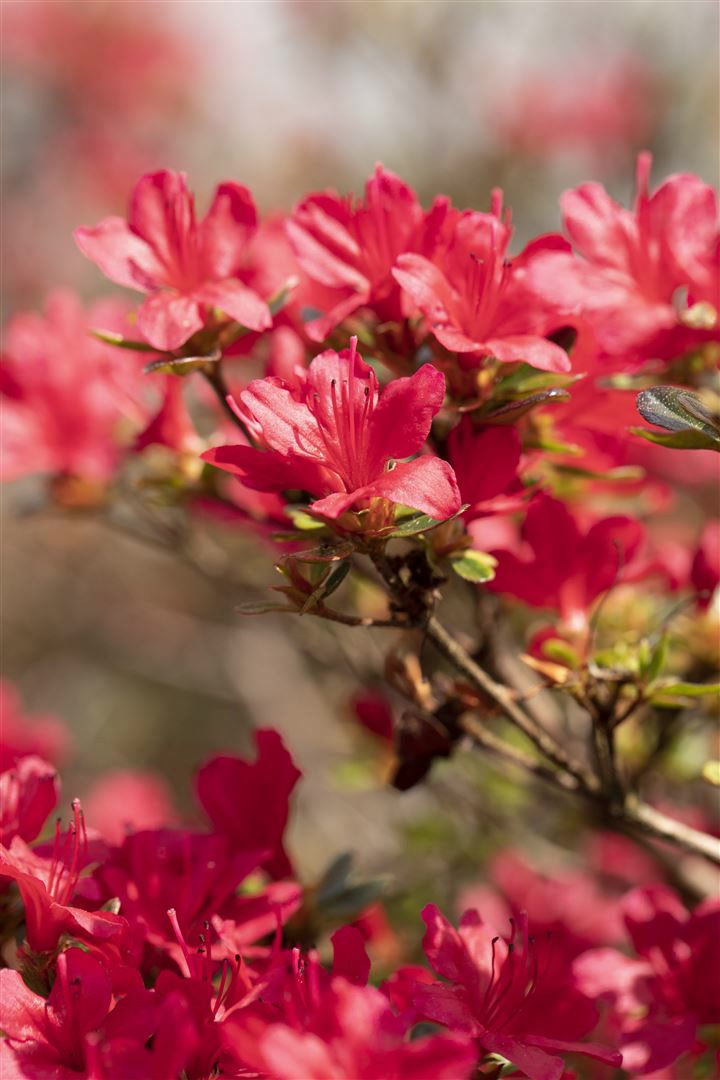 Rhododendron obt. 'Hino-crimson', leuchtend rot, 15&ndash;20 cm 