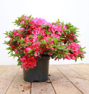 Rhododendron obtusum 'Kermesina', Azalee, karmesinrot, 20–25 cm 