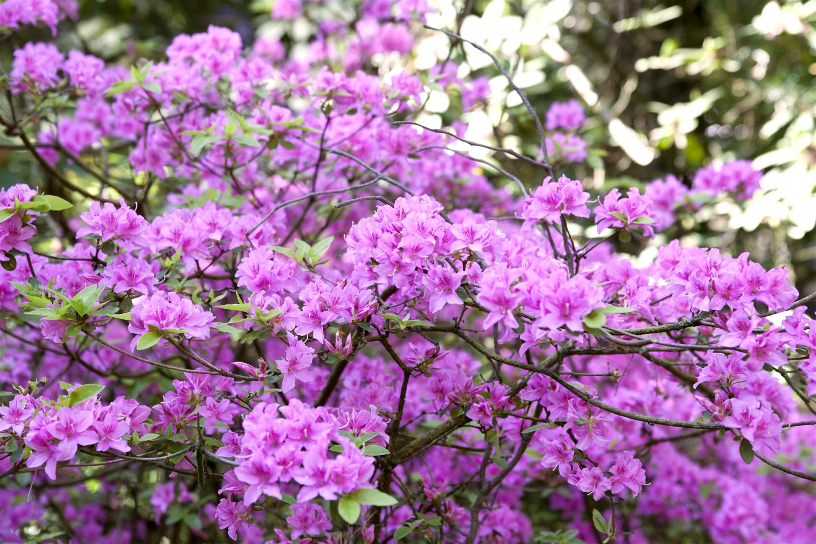 Rhododendron 'Praecox', fr&uuml;hbl&uuml;hend, lila, 20&ndash;25 cm 