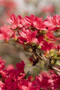 Rhododendron obtusum 'Hino-crimson', leuchtend rot, 20–25 cm 