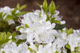 Rhododendron obtusum 'Palestrina', weiß, 20–25 cm 