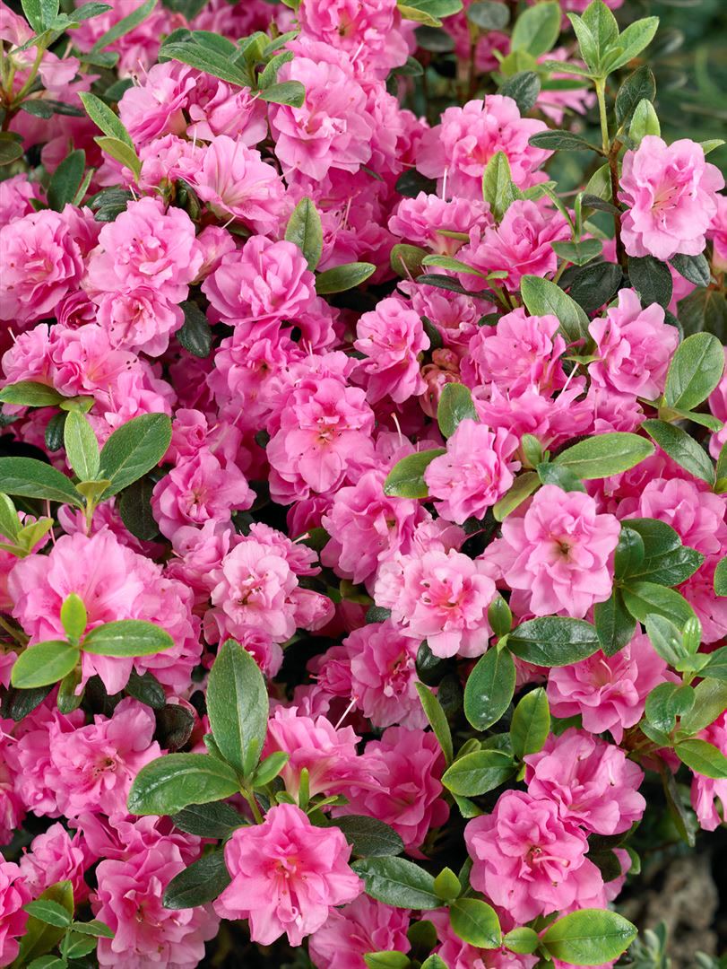 Rhododendron obtusum 'Rosebud', Azalee, rosa Bl&uuml;ten, 20&ndash;25 cm 