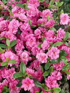 Rhododendron obtusum 'Rosebud', Azalee, rosa Blüten, 20–25 cm 