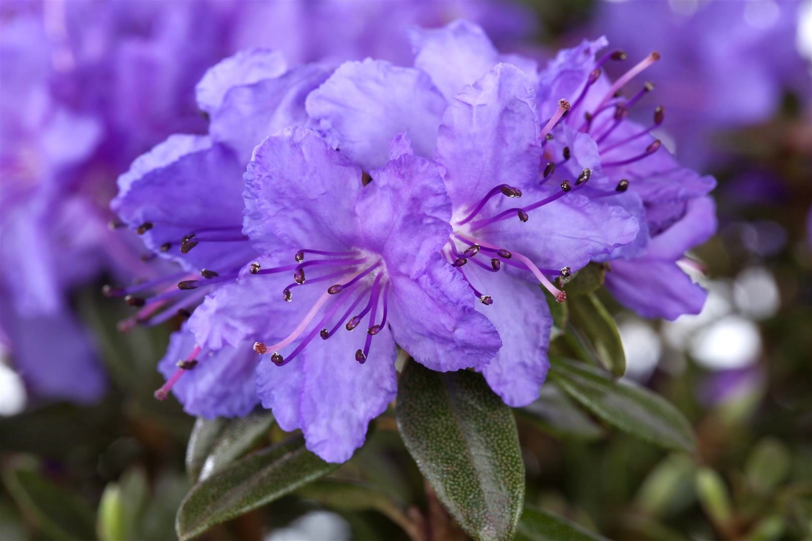 Rhododendron impeditum 'Saint Merryn', kompakt, lila, 20&ndash;25 cm 