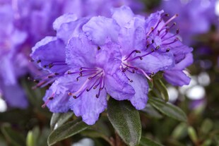 Rhododendron impeditum 'Saint Merryn', kompakt, lila, 20–25 cm 