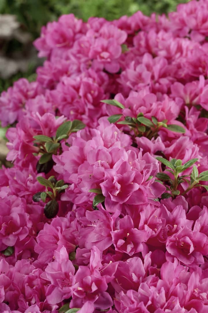 Rhododendron obtusum 'Petticoat', Azalee, rosa, 20&ndash;25 cm 