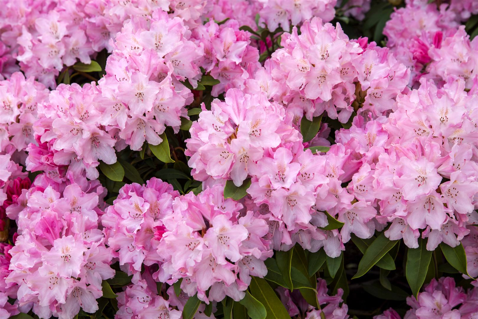 Rhododendron yakushimanum 'Tina Heinje', rosa Bl&uuml;ten, 20&ndash;25 cm 